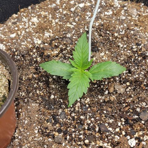 Fat 🍌 growlog timeline photo