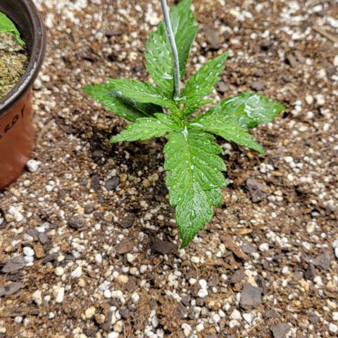 Fat 🍌 growlog timeline photo