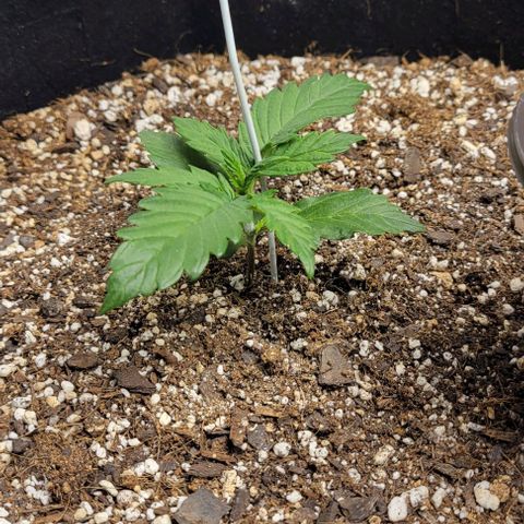 Fat 🍌 growlog timeline photo