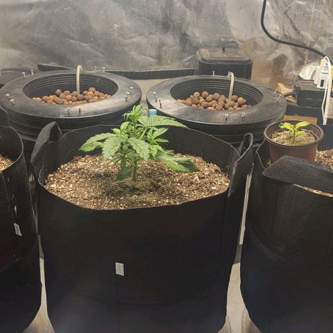 Fat 🍌 growlog timeline photo
