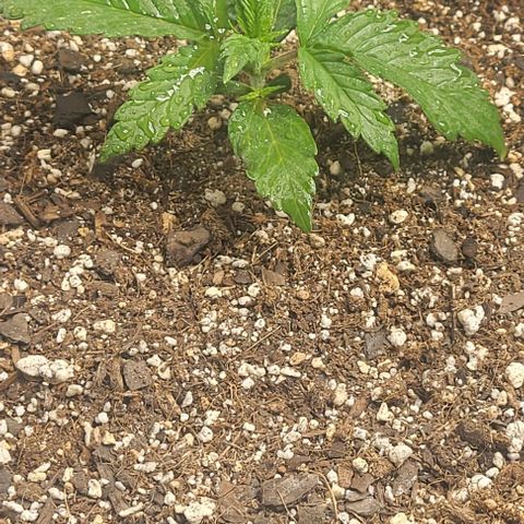 Fat 🍌 growlog timeline photo