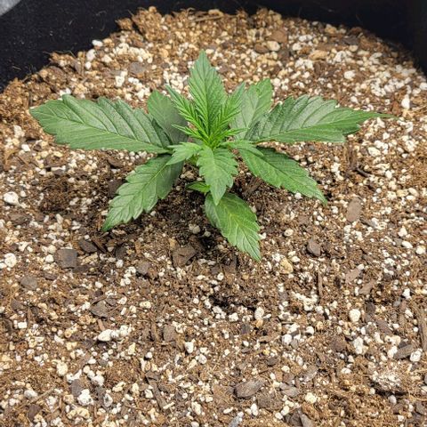 Fat 🍌 growlog timeline photo