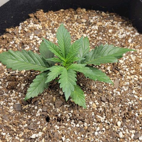 Fat 🍌 growlog timeline photo