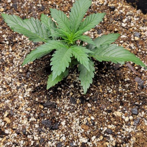 Fat 🍌 growlog timeline photo
