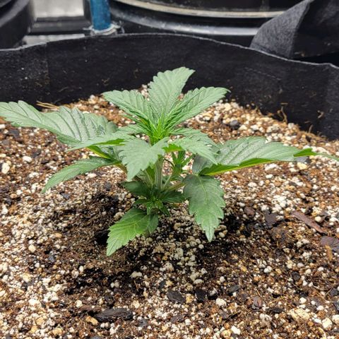 Fat 🍌 growlog timeline photo