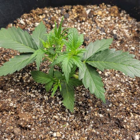 Fat 🍌 growlog timeline photo