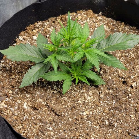 Fat 🍌 growlog timeline photo