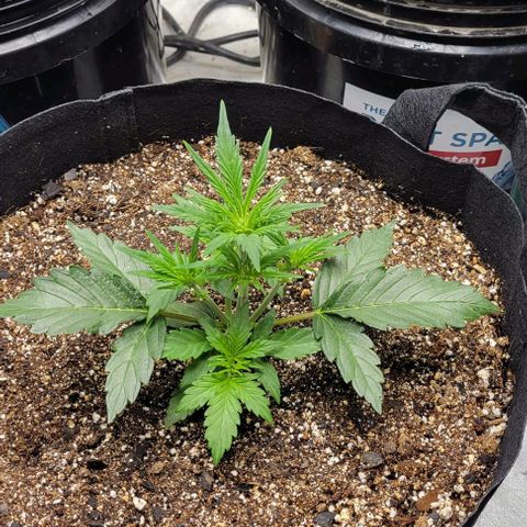 Fat 🍌 growlog timeline photo