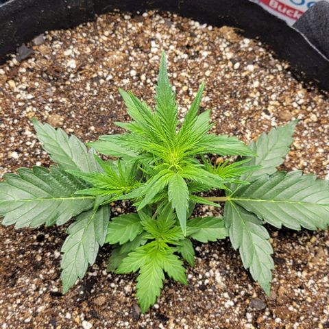 Fat 🍌 growlog timeline photo