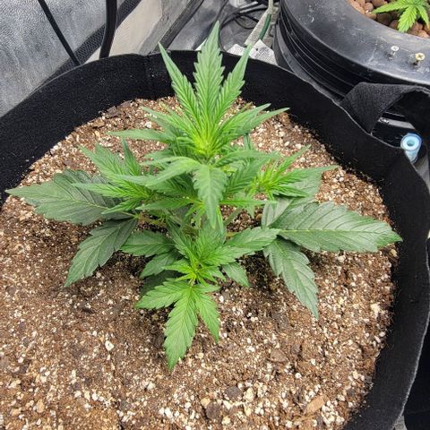 Fat 🍌 growlog timeline photo