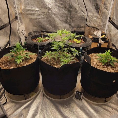Fat 🍌 growlog timeline photo