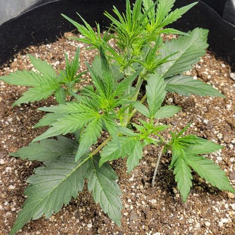 Fat 🍌 growlog timeline photo