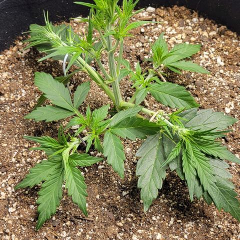 Fat 🍌 growlog timeline photo