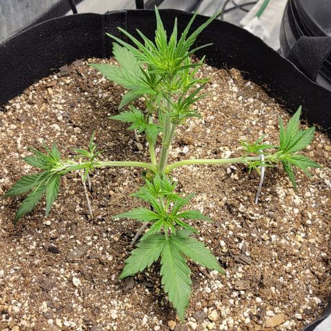 Fat 🍌 growlog timeline photo