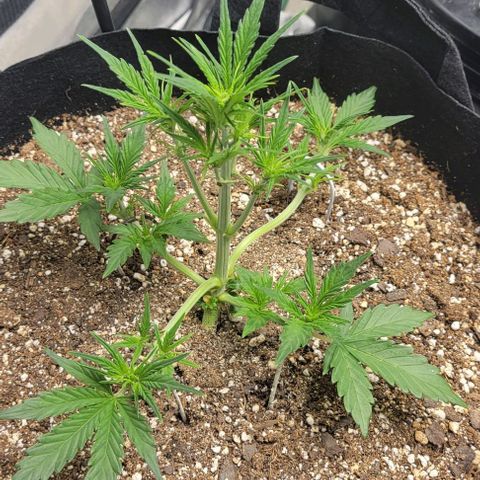 Fat 🍌 growlog timeline photo