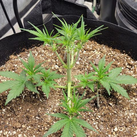 Fat 🍌 growlog timeline photo