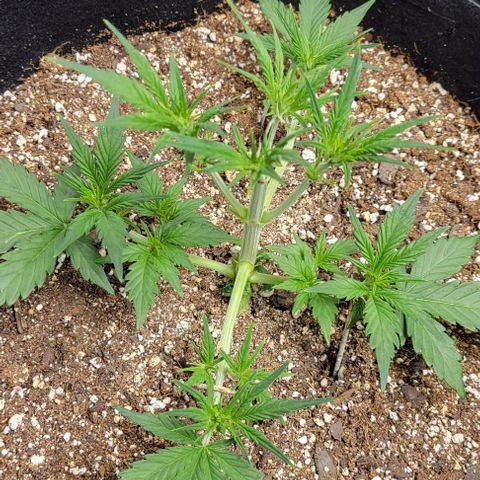 Fat 🍌 growlog photo: Post top. 
