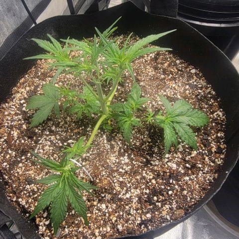 Fat 🍌 growlog timeline photo