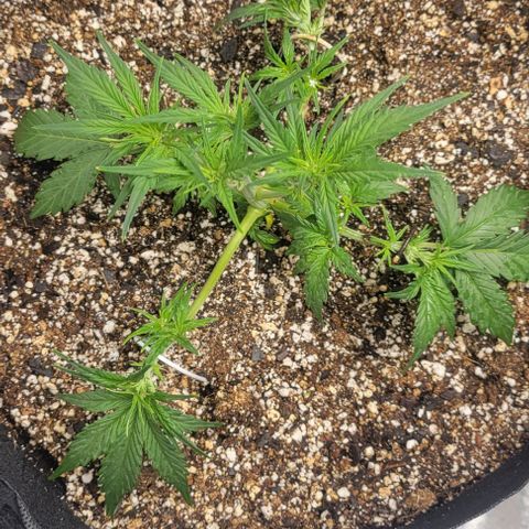 Fat 🍌 growlog timeline photo