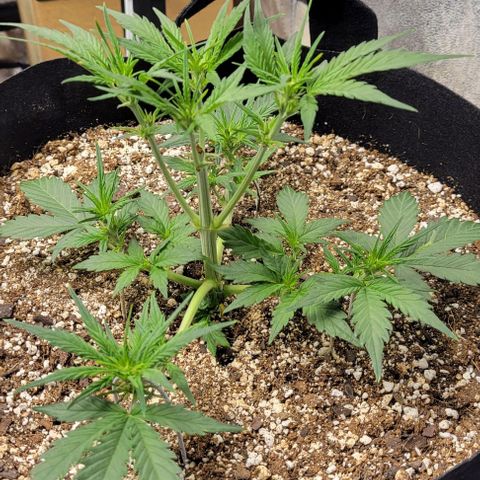 Fat 🍌 growlog timeline photo