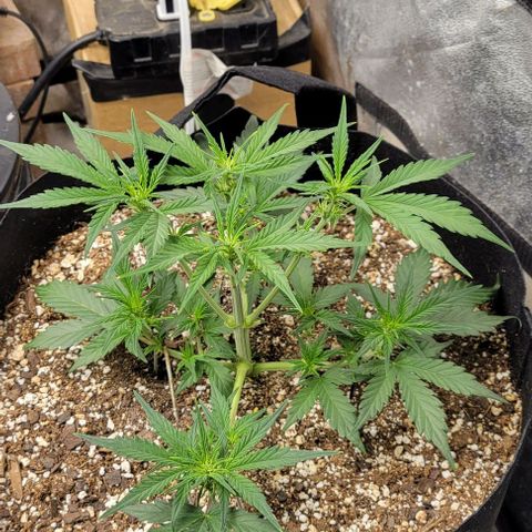 Fat 🍌 growlog timeline photo