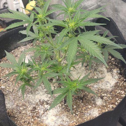 Fat 🍌 growlog timeline photo