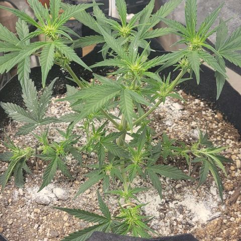 Fat 🍌 growlog timeline photo