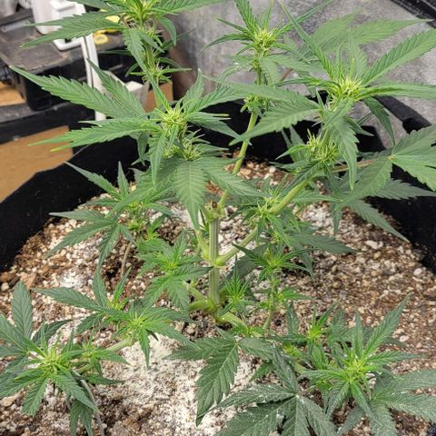 Fat 🍌 growlog timeline photo