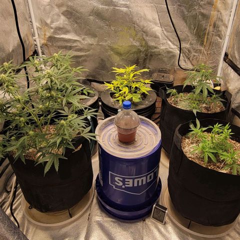 Fat 🍌 growlog timeline photo