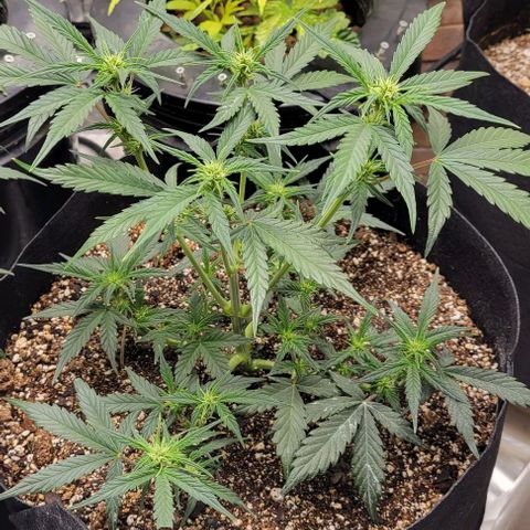 Fat 🍌 growlog timeline photo