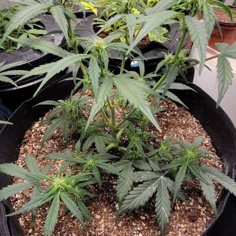 Fat 🍌 growlog timeline photo