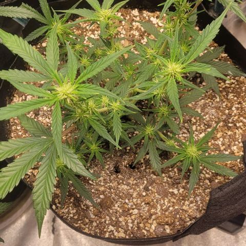 Fat 🍌 growlog timeline photo