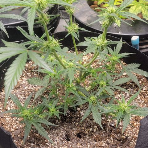 Fat 🍌 growlog timeline photo