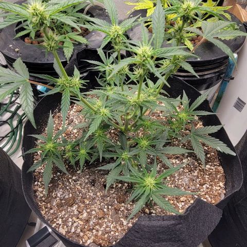 Fat 🍌 growlog timeline photo