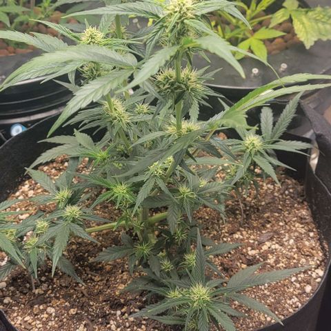 Fat 🍌 growlog timeline photo