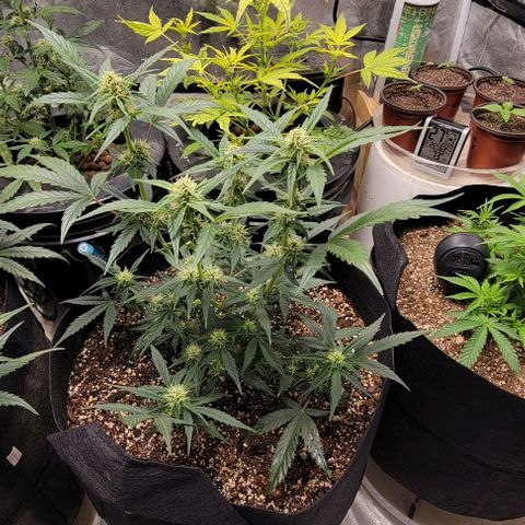 Fat 🍌 growlog timeline photo