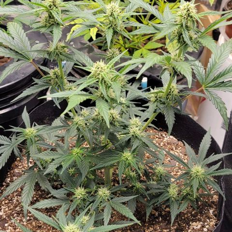Fat 🍌 growlog timeline photo