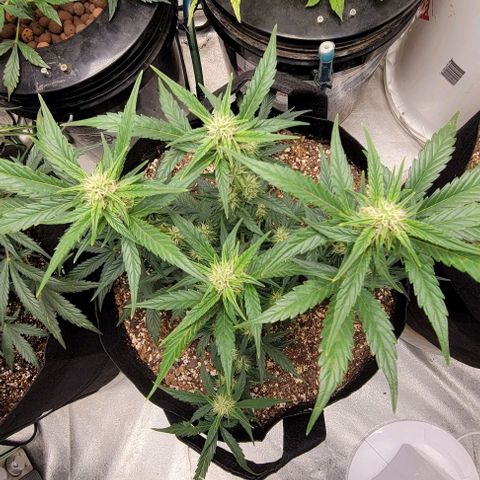 Fat 🍌 growlog timeline photo