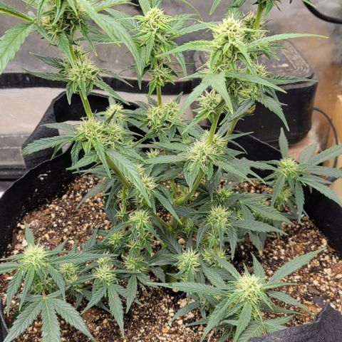 Fat 🍌 growlog timeline photo