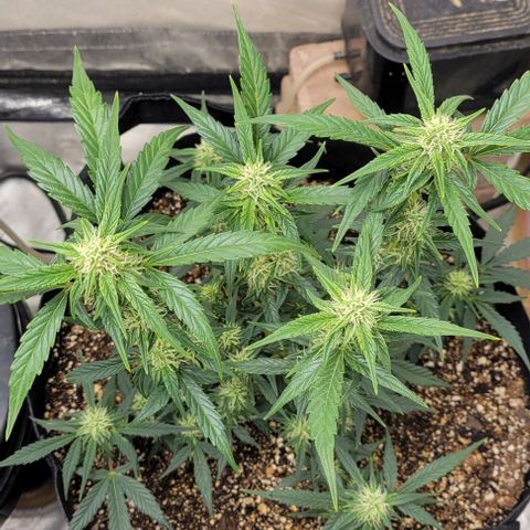 Fat 🍌 growlog timeline photo