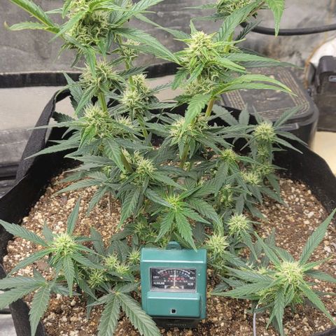 Fat 🍌 growlog timeline photo
