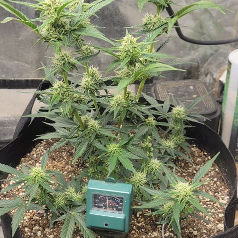 Fat 🍌 growlog timeline photo