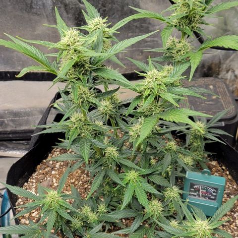 Fat 🍌 growlog timeline photo