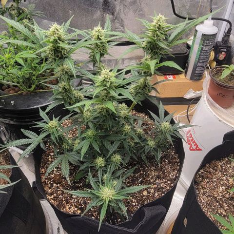 Fat 🍌 growlog timeline photo
