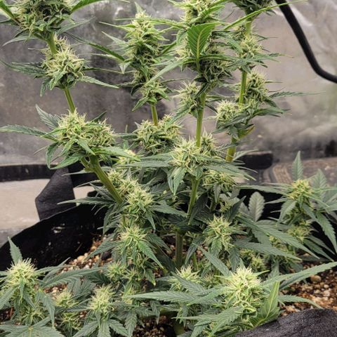 Fat 🍌 growlog timeline photo