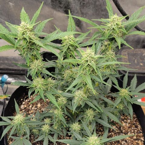 Fat 🍌 growlog timeline photo