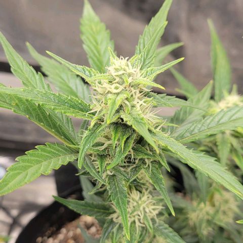 Fat 🍌 growlog timeline photo