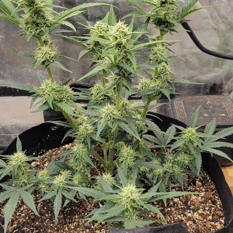 Fat 🍌 growlog timeline photo