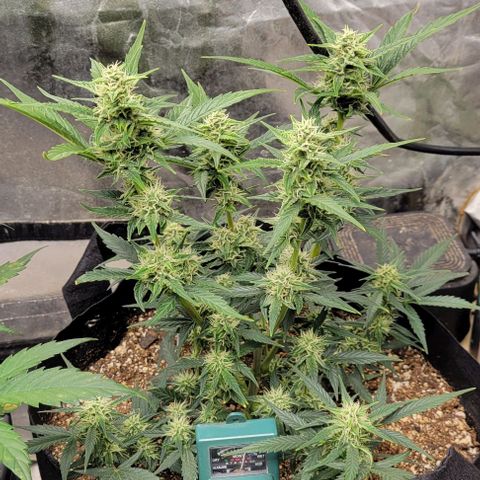 Fat 🍌 growlog timeline photo