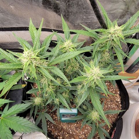 Fat 🍌 growlog timeline photo